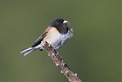 Dark-eyed Junco